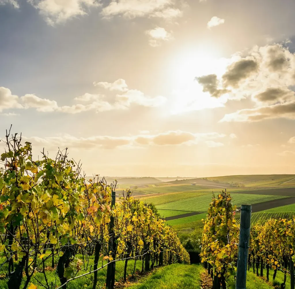 Foto Langhe